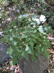 Koelreuteria