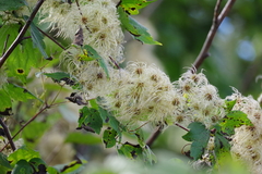 Clematis virginiana