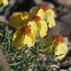 Zinnia grandiflora