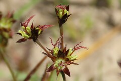 Juncus lomatophyllus