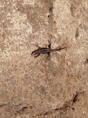 Teira dugesii dugesii