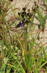 Juncus lomatophyllus