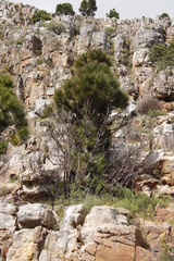 Pinus canariensis