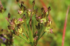 Juncus lomatophyllus