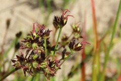 Juncus lomatophyllus