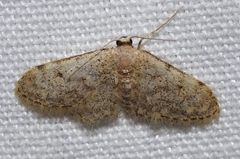 Idaea blaesii