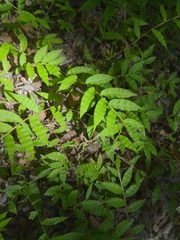 Oplismenus hirtellus