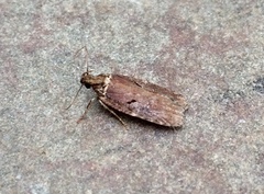 Agonopterix lythrella