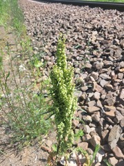 Rumex longifolius