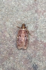 Agonopterix lythrella