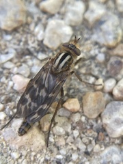 Therevidae