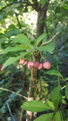 Euonymus europaeus