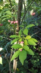 Euonymus europaeus