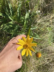 Helianthus strumosus