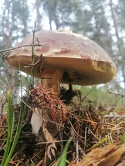 Boletus pinophilus