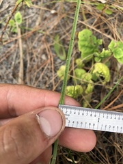 Cenchrus gracillimus