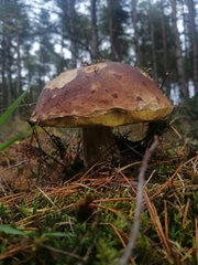 Boletus pinophilus
