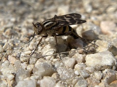 Therevidae