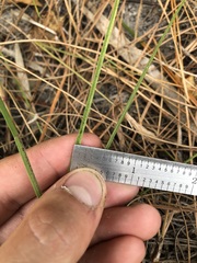 Cenchrus gracillimus