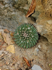 Mammillaria polythele