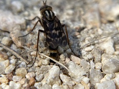 Therevidae
