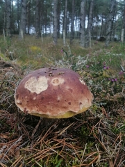 Boletus pinophilus