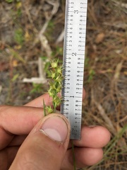 Cenchrus gracillimus