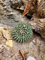 Mammillaria polythele