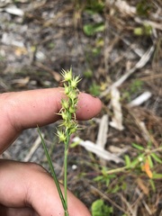 Cenchrus gracillimus