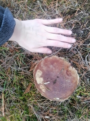 Boletus pinophilus