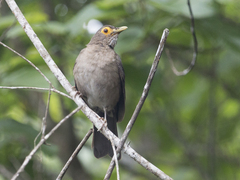 Turdus nudigenis