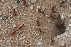 Pogonomyrmex californicus