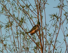 Chloroceryle amazona