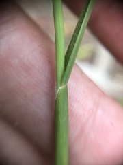 Cenchrus gracillimus