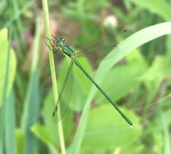 Lestes virens vestalis