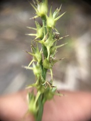 Cenchrus gracillimus