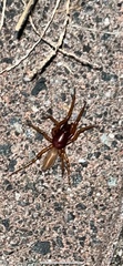 Dysdera