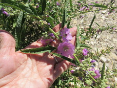 Sphaeralcea angustifolia