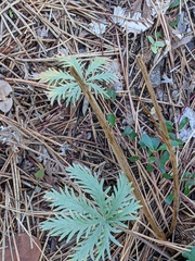 Potentilla gracilis