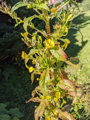 Oenothera