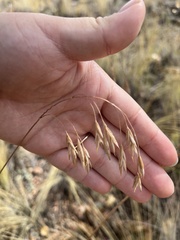Bromopsis