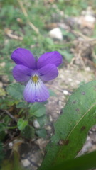 Viola hispida