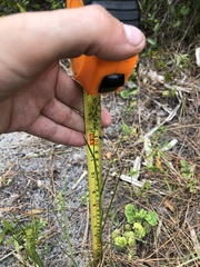 Cenchrus gracillimus