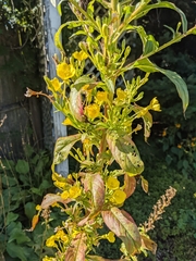 Oenothera