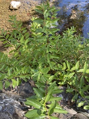 Magnoliopsida