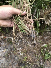 Cenchrus gracillimus