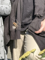 Araneus