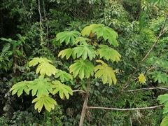 Cecropia peltata