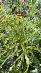 Atrichum undulatum