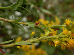 Uroleucon nigrotuberculatum